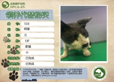 516号——阿盲（喵星人）等待领养