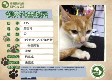 435号-------奥巴马（喵星人）已被领养
