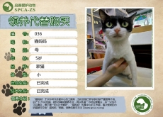 036号——猫妈妈（喵星人）等待领养