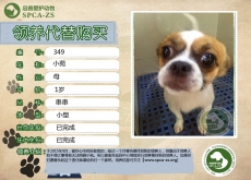 349号——小苑（汪星人）已被领养