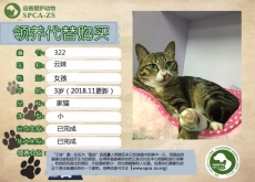 322号---云妹（喵星人）等待领养