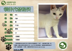 501号---八弟（已被领养）