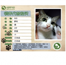 505号——爹咕（喵星人）已被领养