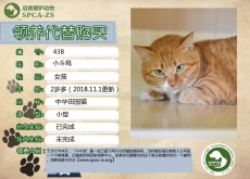 438号---------小斗鸡（喵星人）等待领养