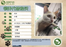 434号---小宝（喵星人） 已被领养
