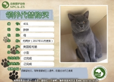 431号--------胖胖（英国短毛猫）已被领养