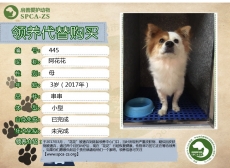 445号-----------阿花（汪星人）已被领养