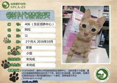 406号---------阿拉（喵星人）已被领养
