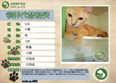 526号——小橙（喵星人）已被领养