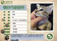 403号——小静（喵星人）已被领养