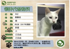 502号——墨鼻姐（喵星人）等待领养