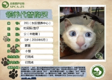 391号—吉仔（喵星人）已离世