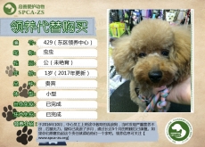 429号-------虫虫（汪星人）已被领养