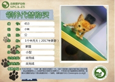 453号----------小咪（喵星人）已被领养