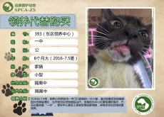 393号— 一中（喵星人）已被领养