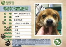 397----马铃薯（汪星人）已被领养