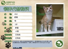414号--肥橙（喵星人）已被领养