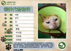 408号---------王子（喵星人）等待领养