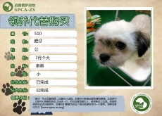 510---肥仔（汪星人）等待领养