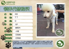 390号—丁丁（汪星人）已被领养