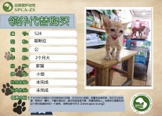 524号——哥斯拉（喵星人）已被领养