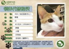410号-吸吸（喵星人）已被领养