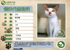 520号——望远镜（喵星人）待领养