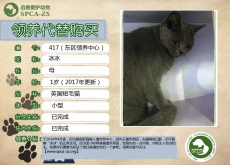 418号---冰冰（喵星人） 已被领养