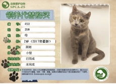 450号----------芝麻（喵星人）等待领养
