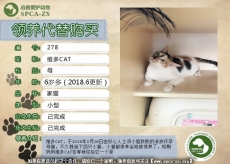 287号--维多CAT一家（维A、维B、维C、维D）生活明信片