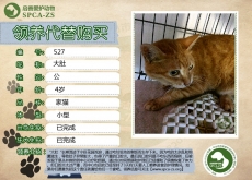 527号——大肚（喵星人）待领养