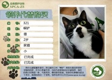 321号——啊铲（喵星人）等待领养
