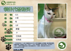521号——小贤（喵星人）已离世