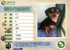 373号——小泊（汪星人）已被领养
