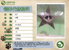 517号——小眉（喵星人）已被领养