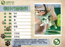 504----霞B（喵星人）已被领养