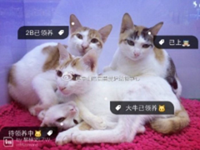 277号－大牛-生活名信片（已领养）