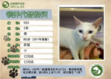 503号——1弟（喵星人）等待领养
